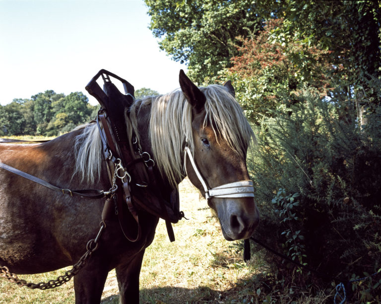 Lire la suite à propos de l’article Un cheval